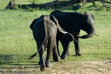 Afrikanischer Elefant (80 von 131).jpg